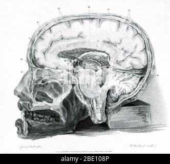 Illustrazione storica che mostra una sezione del cervello. Da 'l'anatomia del cervello spiegato in una serie di incisioni' di Sir Charles Bell, 1802. Sir Charles Bell (1774-1842) ha lavorato principalmente sui cadaveri, ma ha condotto alcuni esperimenti neurologici su animali viventi, tagliando o stimolando nervi per determinare la localizzazione della funzione cerebrale: non veeva altri mezzi per dimostrare la sua fede nella funzione differenziale del cervelletto e del cervelletto, sulla base del suo lavoro di dissettore. Egli stabilì la distinzione fondamentale tra le radici anteriore e posteriore dei nervi spinali, Foto Stock