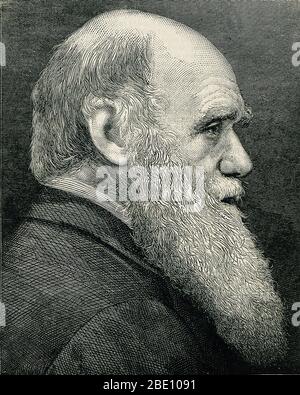 Robert Charles Darwin (12 febbraio 1809 - 19 Aprile 1882) era un naturalista inglese, geologo e biologo. Gli studi presso le Università di Cambridge ha incoraggiato la sua passione per le scienze naturali. Perplesso per la distribuzione geografica della fauna e fossili ha raccolto sui cinque anni di viaggio sul HMS Beagle, Darwin ha iniziato le indagini dettagliate e nel 1838 concepì la sua teoria della selezione naturale. Sebbene egli ha discusso le sue idee con diversi naturalisti, ha bisogno di tempo per una vasta gamma di attività di ricerca e il suo lavoro geologico aveva priorità. Egli è stato iscritto fino alla sua teoria nel 1858 quando Alfred Russel Wallace Foto Stock