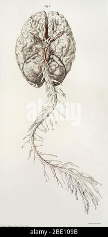 Illustrazione del cervello e del midollo spinale dal corpo di un maschio adulto per mostrare le arterie alla base del cervello e le arterie spinali anteriori. Litografia a colori, 1844, di Joseph Maclise. Da 'l'anatomia delle arterie del corpo umano e le sue applicazioni a patologia e chirurgia operativa con una serie di disegni litografici,' Richard Quain, pubblicato 1844. Foto Stock