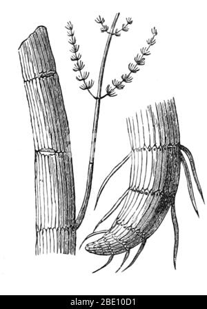 Calamiti paleozoici, compresa una radice (a destra). Illustrazione da 1872. Una calamite è un membro della linea di corsetti giganti, che apparteneva alla Sfenopsida, una parte importante della vegetazione tardo paleozoica. I Calamiti crebbero per essere piante a grandezza di albero con ma con rami bianchi visti nelle orchiaie moderne. Una radice di calamite può essere vista a destra. L'era paleozoica è la prima delle tre ere geologiche dell'Eon fanozoico, che si estende da circa 541 a 252.17 milioni di anni fa. Foto Stock