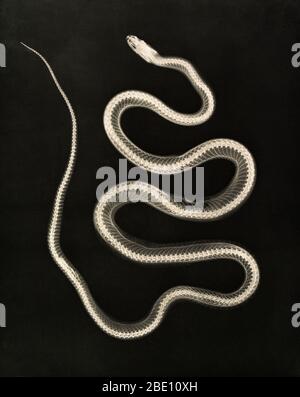 Raggi X storici di un serpente escolapico, 1896. Il serpente escolapico (ora Zamenis longissimus, precedentemente Elaphe longissima), è una specie di serpente non venoso originario dell'Europa. Con una lunghezza complessiva di 2 metri (6.6 piedi), è stato di importanza culturale e storica per il suo ruolo nella mitologia greca e romana e nel simbolismo derivato. Ripreso da Josef Maria Eder (Austriaco, 1855-1944) e Eduard Valenta (Austriaco, 1857-1937). Fotografa. Eder è stato direttore di un istituto per i processi grafici e autore di una storia antica della fotografia. Con il fotochimico Valenta, h Foto Stock