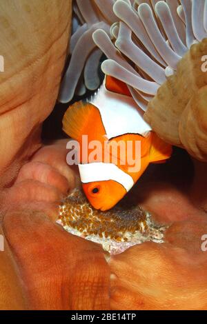 Clown anemonefish Amphiprion ocellaris tendente uova deposte alla base dell'ospite magnifico Anemone, Heteractis magnifica. Tulamben, Bali, Indonesia. Foto Stock