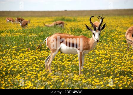 La maggior parte degli animali più belli antilopi fioriscono in modo felice. Foto Stock