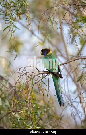 Australian Ringneck Barnardius zonarius AliceSprings, Northern Territory, Australia 25 agosto 2019 Adult Psittacidae Foto Stock