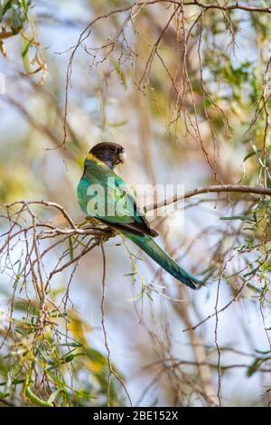 Australian Ringneck Barnardius zonarius AliceSprings, Northern Territory, Australia 25 agosto 2019 Adult Psittacidae Foto Stock