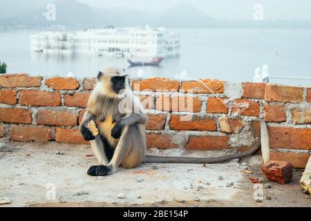 Ritratto di un macaco affamato e divertente con un morso di banana in mano Foto Stock