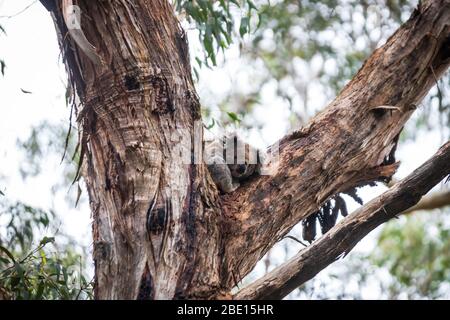 Wild Koala appena svegliarsi sull'albero, Great Otway National Park, Australia Foto Stock