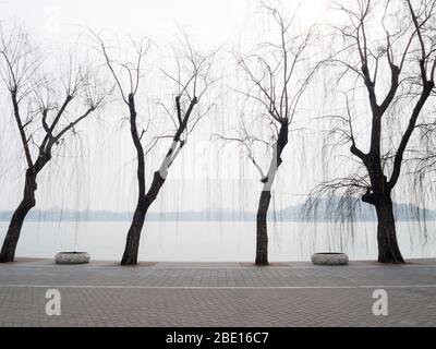 Alberi di salice sul lago nel parco Beihai Foto Stock