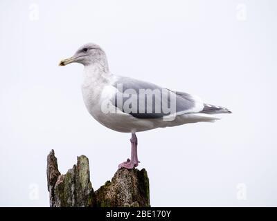 Primo piano di un gabbiano su un tronco Foto Stock