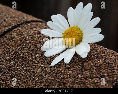 Fiore daisy su cesci di asfalto Foto Stock