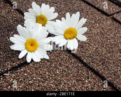 Fiori daisy su alci di asfalto Foto Stock