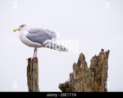 Primo piano di un gabbiano su un tronco Foto Stock