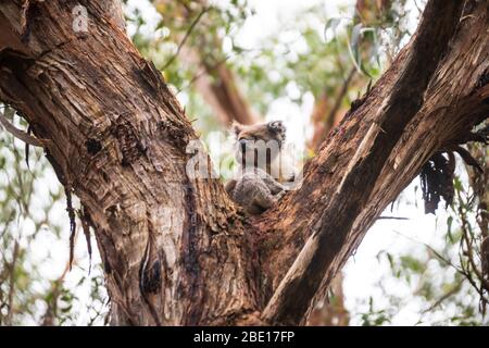 Wild Koala appena svegliarsi sull'albero, Great Otway National Park, Australia Foto Stock