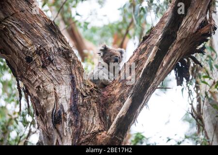 Wild Koala appena svegliarsi sull'albero, Great Otway National Park, Australia Foto Stock