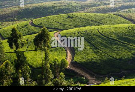 Piantagione di tè in collina vicino a Hatton, Sri Lanka Foto Stock
