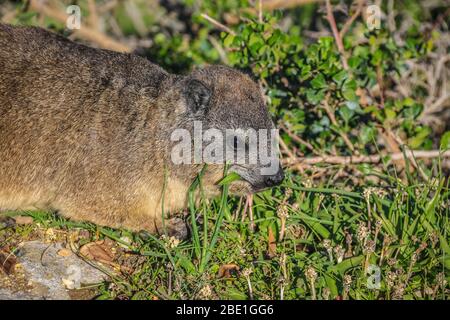 Un grazioso Hyrax mangiare erba. Cap Town, Sudafrica. Foto Stock