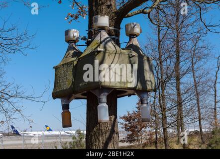 Trappola per insetti nella foresta della città all'aeroporto internazionale di Francoforte, Germania Foto Stock