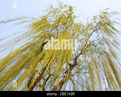 Salice piangente con lunghi rami drappeggiati e foglie verdi fresche di primavera contro il cielo Foto Stock
