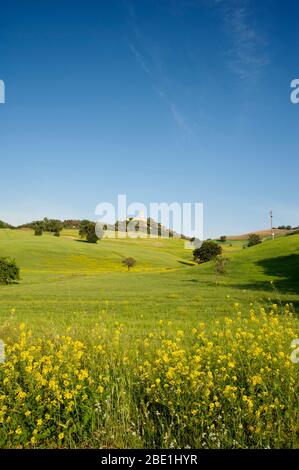 Italia, Basilicata, Sant'Arcangelo, campi di grano e monastero di Santa Maria di Orsoleo Foto Stock