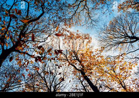 Guardando attraverso i faggi nella foresta di Delamere, Cheshire, Inghilterra Foto Stock