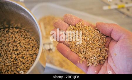 Prima e dopo la frantumazione del malto fianco a fianco Foto Stock