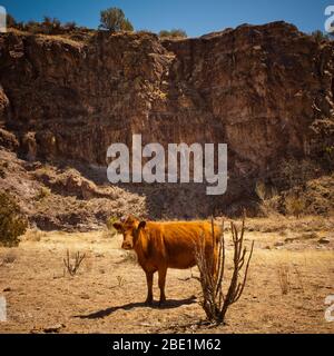 Bestiame bovino Foto Stock