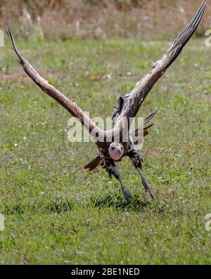 volo in vulture Foto Stock