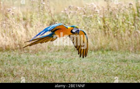 macaw blu e giallo che sorvolano il prato Foto Stock