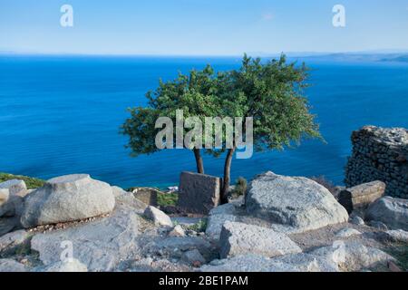 Ulivi in cima a una collina. Mar Egeo con colore blu freddo sullo sfondo. Vecchie grandi pietre antiche si siede intorno agli alberi. Foto Stock