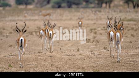 springboks a piedi lontano dalla macchina fotografica Foto Stock