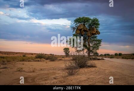 lone albero vicino alla strada sterrata all'alba Foto Stock
