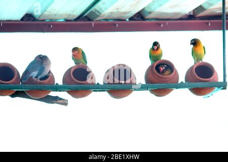 Uccelli d'amore mascherati colorati nella gabbia dello zoo, fuoco selettivo con sfondo sfocato. Foto Stock