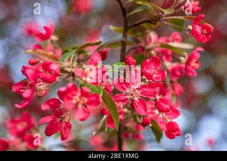 Red crab apple fiori su un albero di mele vicino fino in spirng Foto Stock