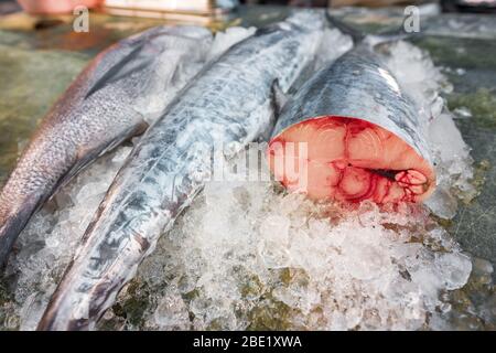 Tonno pesce fresco su ghiaccio Foto Stock