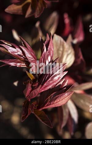 Le foglie rivelanti di un cespuglio di peonia al sole. Foto Stock