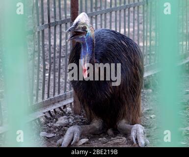 Portale dell'Australia selvaggia, uccello emu in gabbia del parco nazionale, fuoco selettivo con sfondo sfocato. Foto Stock