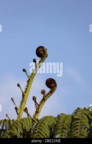 Testa di fiddle. Albero fern germogli / tiri circa per aprire. Nuova crescita delle gare d'appalto. Rotorua, Isola del Nord, Nuova Zelanda. Telaio completo Foto Stock
