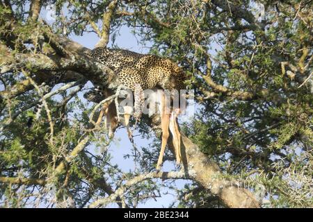 Un leopardo (Panthera pardus) ha portato un impala morto che ha recentemente cacciato su un albero per continuare a mangiare in pace. Fotografato al Serengeti National P Foto Stock