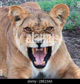 Ruggente leonessa africana femminile. Fotografato nel Parco Nazionale Serengeti, Tanzania Foto Stock