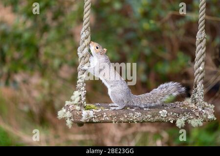 Killearn, Stirlingshire, Scozia, Regno Unito. 11 aprile 2020. Uno scoiattolo grigio seduto su un lichene coperto swing in un giardino Stirlingshire. Godere della fauna selvatica locale e del giardino sta diventando sempre più importante per molte persone durante il coronavirus pandemic lockdown Credit: Kay Roxby/Alamy Live News Foto Stock