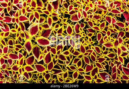 Sfondo variegato con motivo naturale a fogliame rosso e giallo. Sfondo naturale perfetto per il tuo design. Stile piatto. Foto Stock