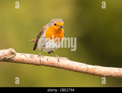 Erithacus rebecula, europeo Robin, arroccato su un ramo in un Giardino britannico Foto Stock