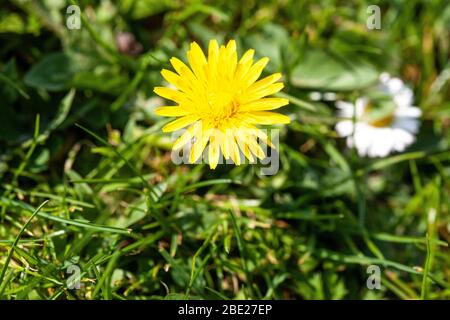 Taraxacum è un genere di piante da fiore della famiglia Asteraceae, che consiste di specie comunemente note come dandelioni. Foto Stock