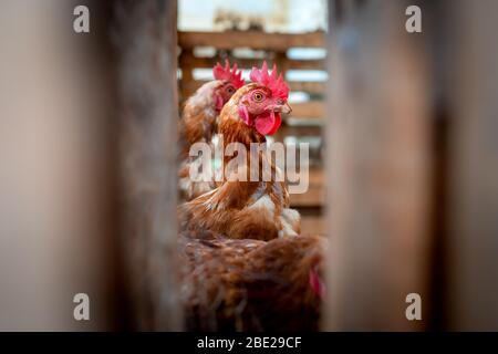 Primo piano di polli marroni all'interno di una penna. Vista attraverso le barre. Foto Stock