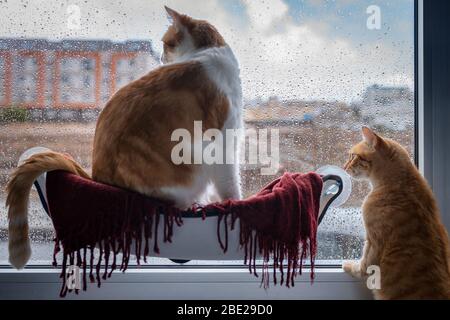 gatto bianco e marrone seduto in un amaca e gatto tabby, guardare fuori dietro la finestra in una giornata di pioggia Foto Stock