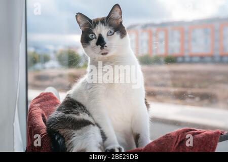 gatto bianco e nero grasso con occhi blu e naso macchiato, si siede in un'amaca vicino alla finestra Foto Stock
