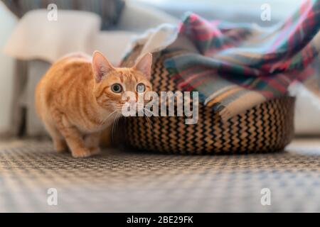 Gatto tabby con occhi verdi nascosto dietro un cesto di vimini sta per attaccare Foto Stock