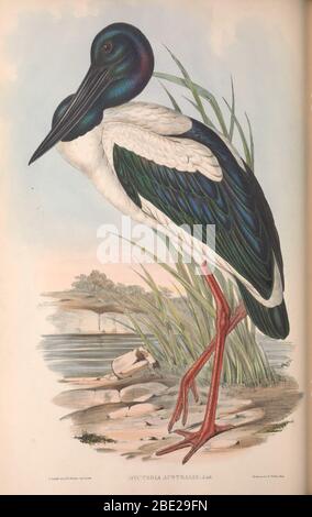 Gli uccelli dell'Australia di John Gould Foto Stock