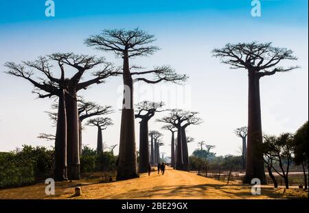 Splendida vista su Baobab Avenue con maestosa silhouette di alberi in primo piano, Morondava, Madagascar Foto Stock