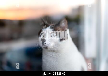 gatto bianco e nero con occhi blu, si affaccia sulla finestra dove si riflette il tramonto Foto Stock